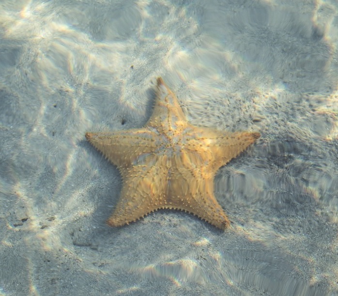 estrella de mar acuario gijon