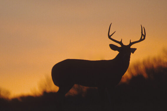venado