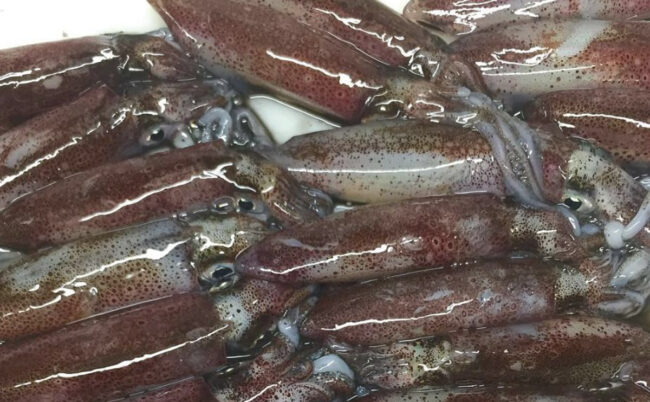 Chipirones La Pondala