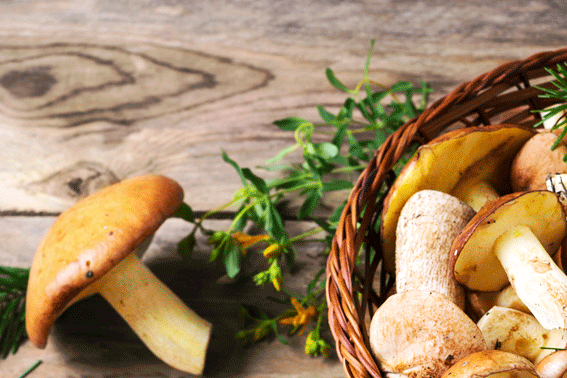 comer setas en gijon la pondala