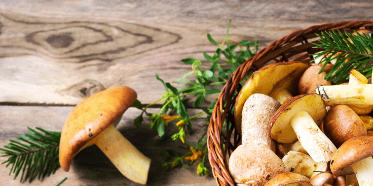 comer setas en gijon la pondala