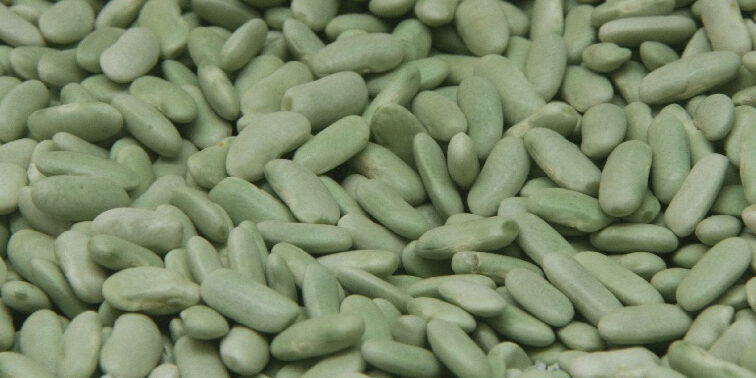 verdinas con centollo y langostino verdinas con centollo y langostino comida asturiana gijon