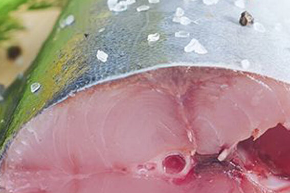 temporada de bonito en el cantabrico