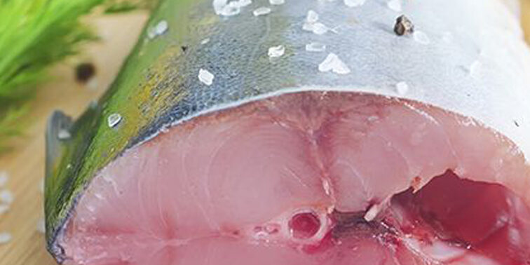 temporada de bonito en el cantabrico