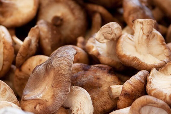 Cómo saber si un boletus es comestible