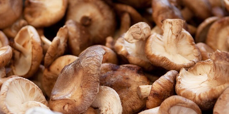 Cómo saber si un boletus es comestible