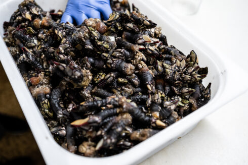 Comer Percebes La Pondala